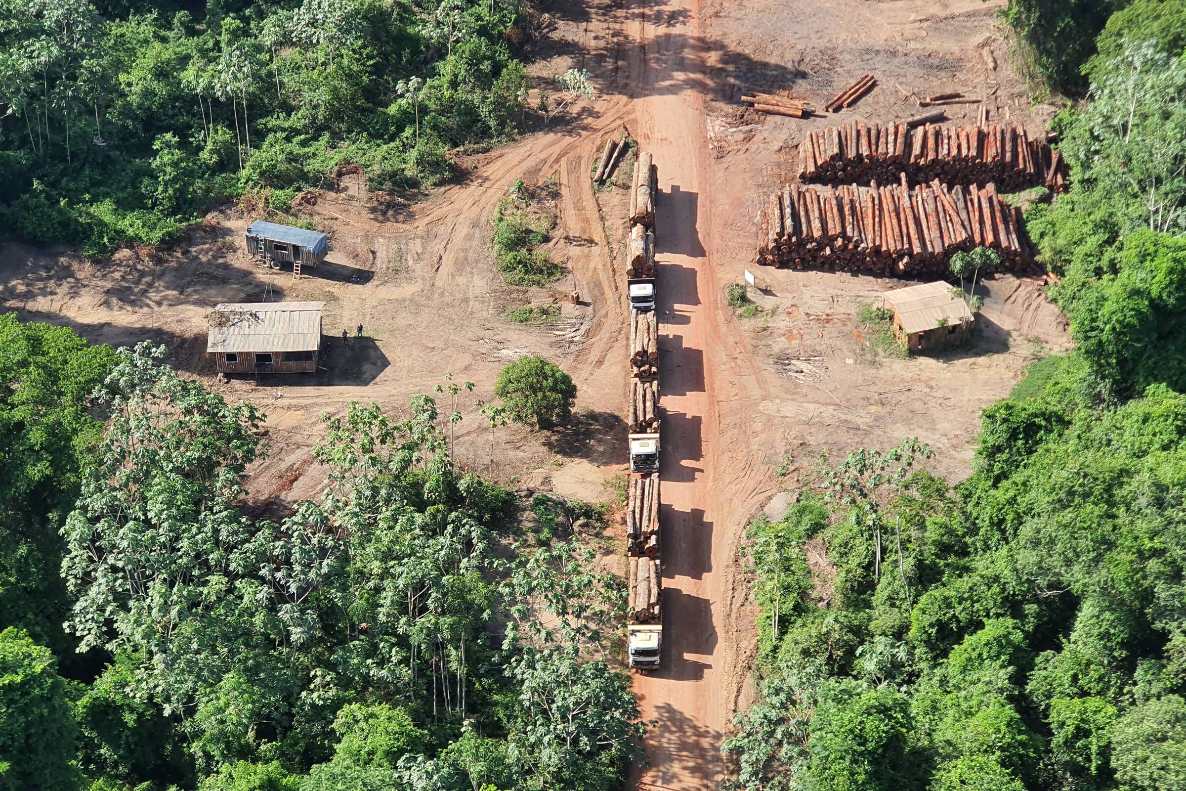 Amazônia: pesquisa busca método de rastrear madeira ilegal – 24/07/2026 – Ambiente