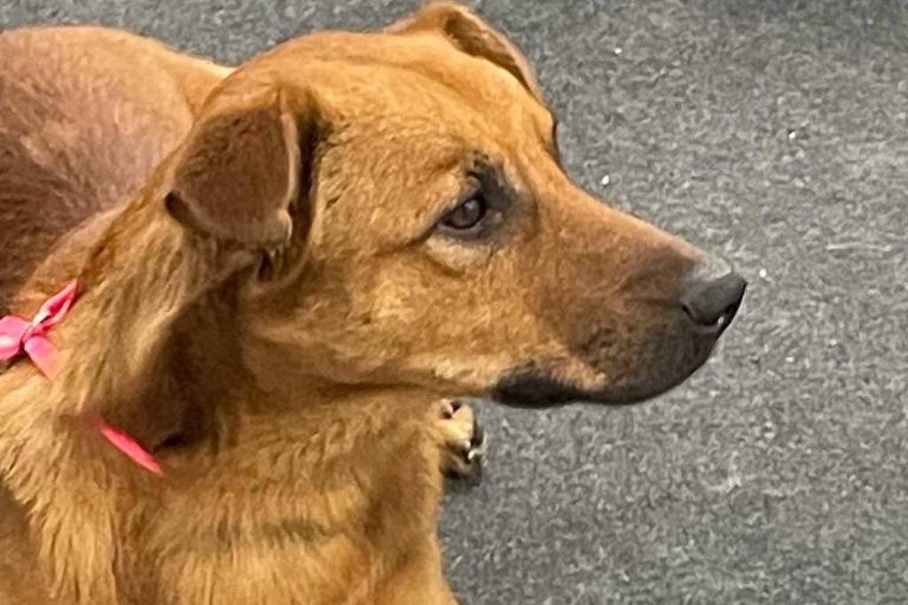 Vira-lata tem menos doença crônica? Tire dúvidas – 31/07/2026 – Bom Pra Cachorro