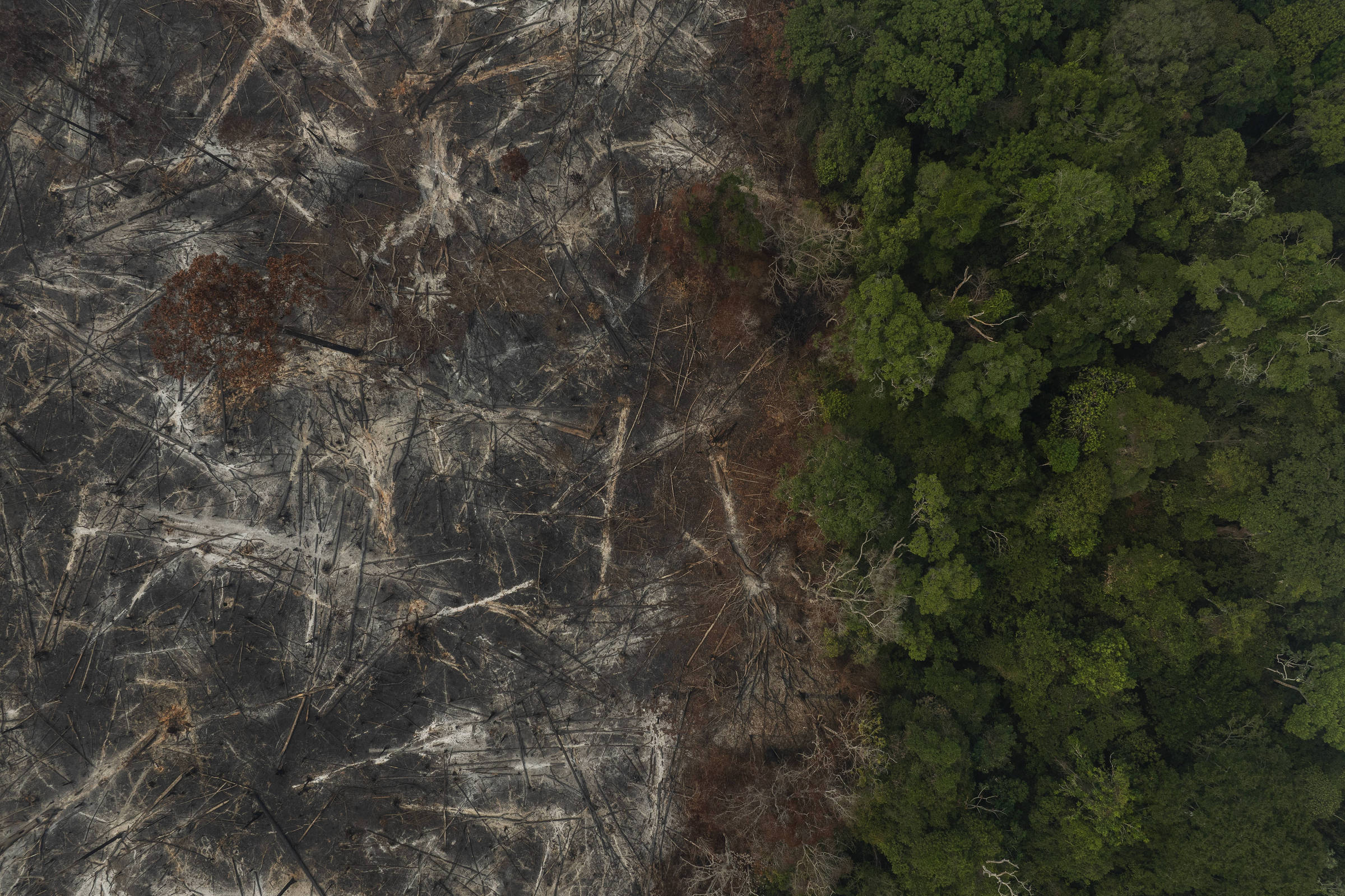 Petrobras: empresa de carbono tem sócio punido por madeira – 09/08/2026 – Ambiente