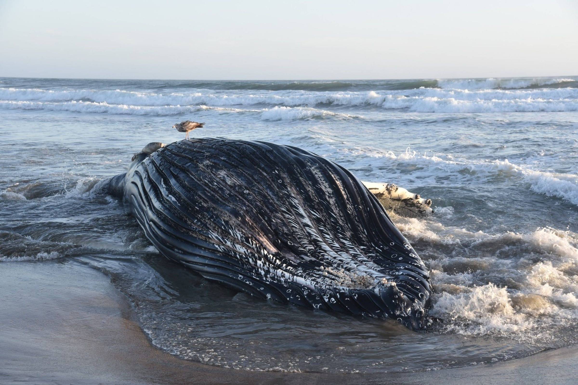 Califórnia: calor no mar afasta golfinhos e baleias – 03/08/2026 – Ambiente