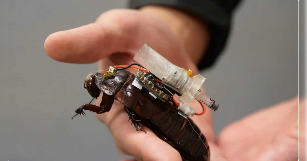 Cientistas criam “baratas ciborgues” para resgatar vítimas de desastres