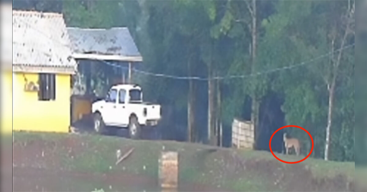 Onça-parda é vista em propriedade rural de São João do Ivaí