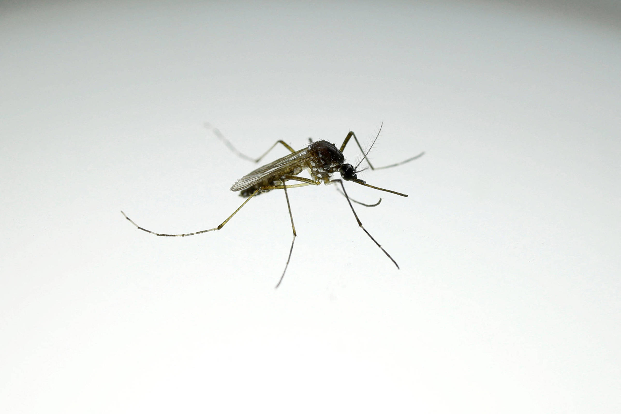 Dengue avança nos EUA e morte sob suspeita acente alerta – 21/09/2026 – Equilíbrio e Saúde