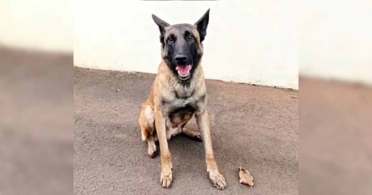 Morre o cão policial Rintin Tin do Canil do 10º BPM de Apucarana