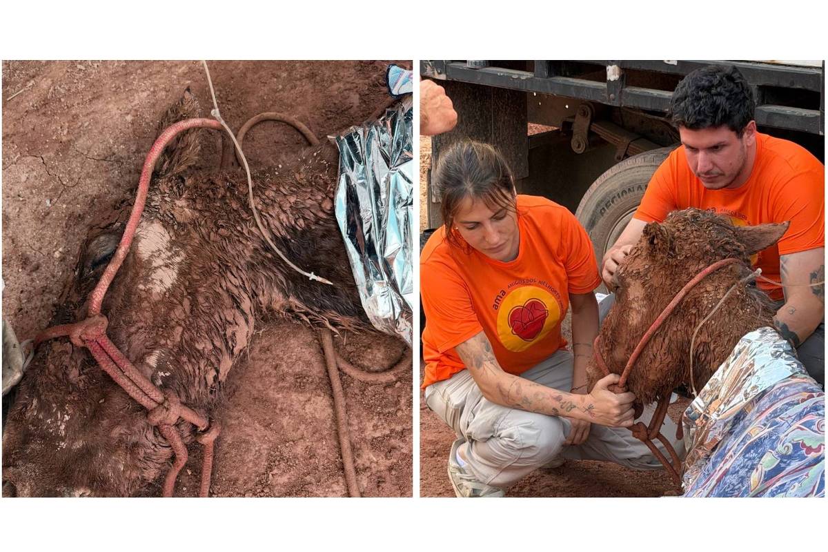 Morre égua resgatada após 24h soterrada em Itapevi – 20/09/2026 – Cotidiano