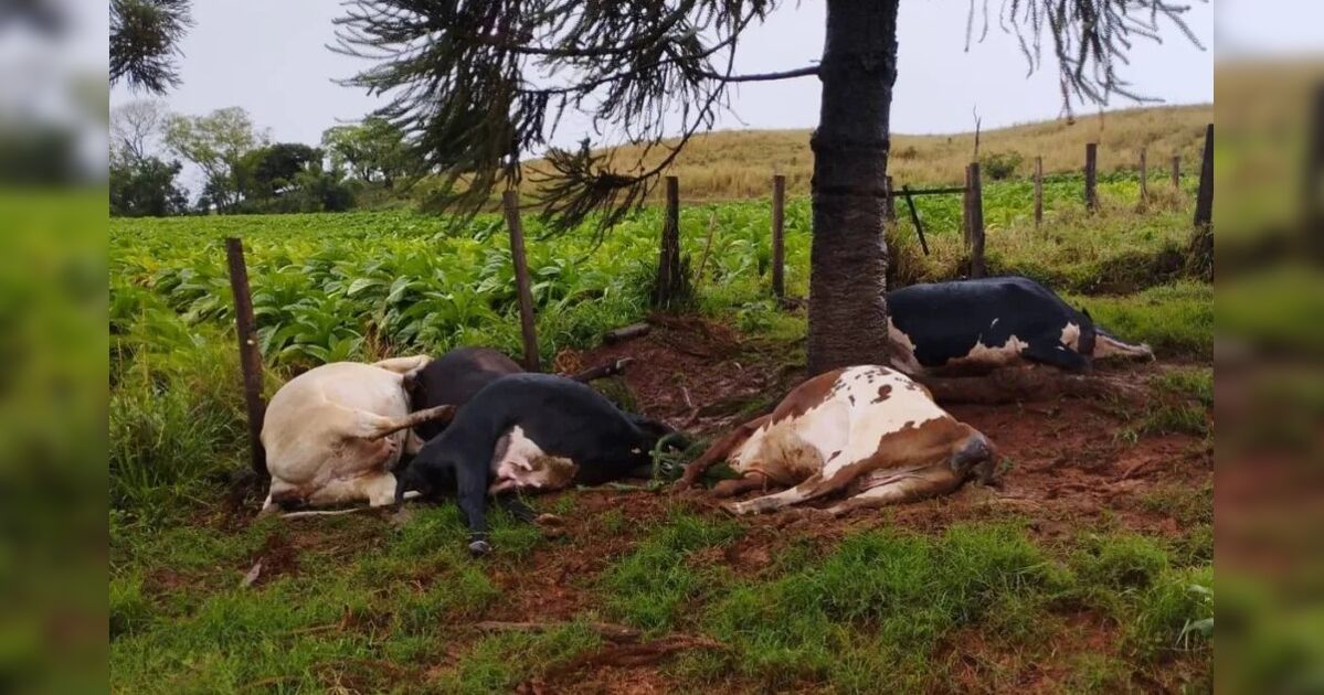 Raio atinge e mata 5 vacas leiteiras durante forte temporal em Rio Bom
