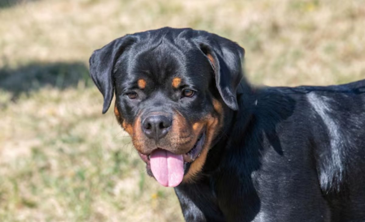 Rottweilers atacam idosa de 73 anos no interior de São Paulo e dono é investigado