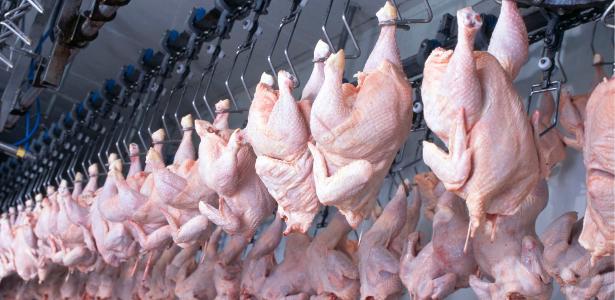 Auditoria da UE aprova produção de frango e mel do Brasil