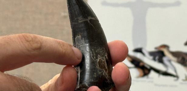 Estudo dos dentes diz que T. rex tinha sangue quente, como humanos