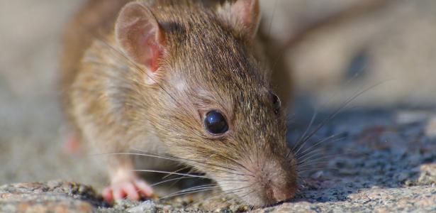 como evitar infestação de ratos em casa, segundo especialista