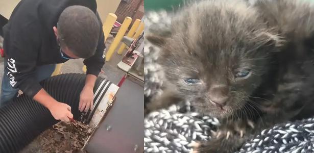 Funcionários ouvem miados e salvam gatos presos em triturador