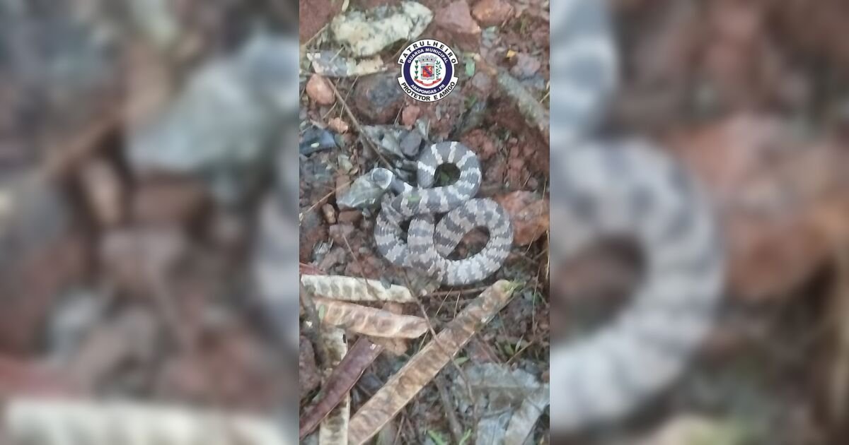 Guarda Municipal captura cobra dormideira em bairro de Arapongas