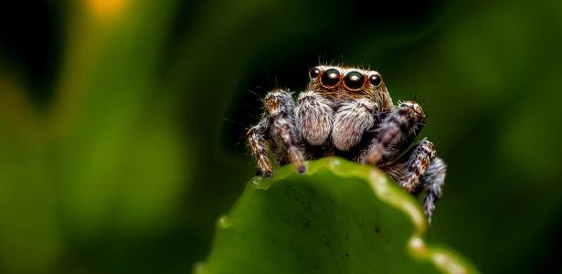 Aranhas podem sonhar? Estudo revela passagem por sono REM
