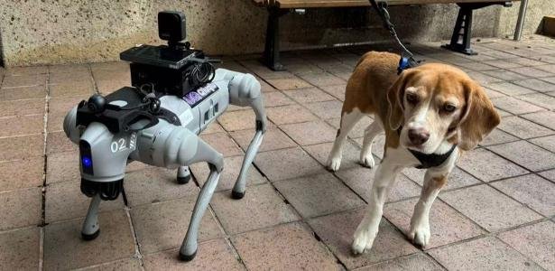 Empresa paga R$ 100 por hora para pessoas passearem com cães robôs nos EUA
