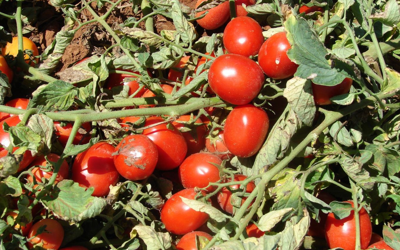 Tomate fica 24,5% mais caro em um mês e puxa a prévia da inflação de outubro · Economia Real
